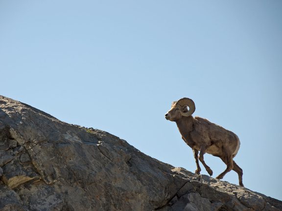 Big Horn Sheep Hunting Visit Pinedale WY
