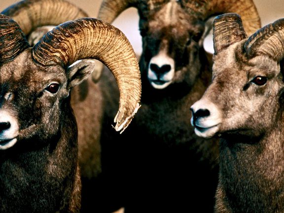 Bighorn Sheep Wildlife Pinedale WY 11