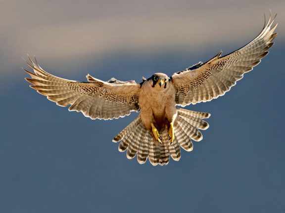 Falcon Wildlife Pinedale WY 05