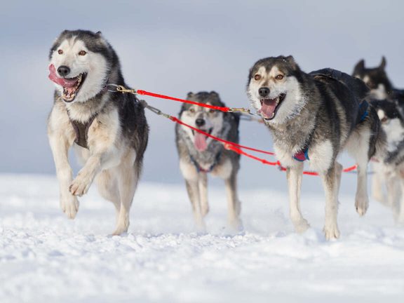Mushing Visit Pinedale