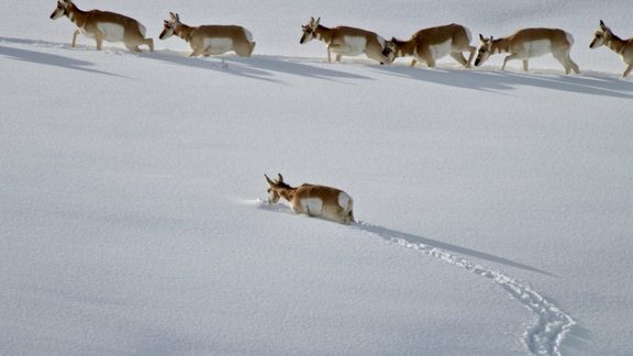 Pronghorn Wildlife Pinedale WY 09