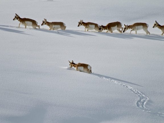 Pronghorn Wildlife Pinedale WY 09