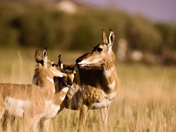 Pronghorn Wildlife Pinedale WY 13