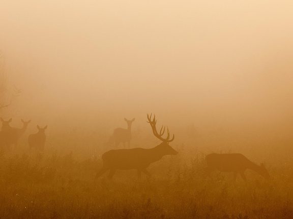 Visit Pinedale WY Fall Elk