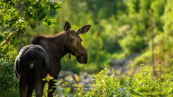Visit Pinedale WY Summer Moose CCC Ponds Stock