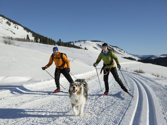 Mushing & Skijoring