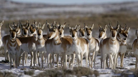 Path of the pronghorns